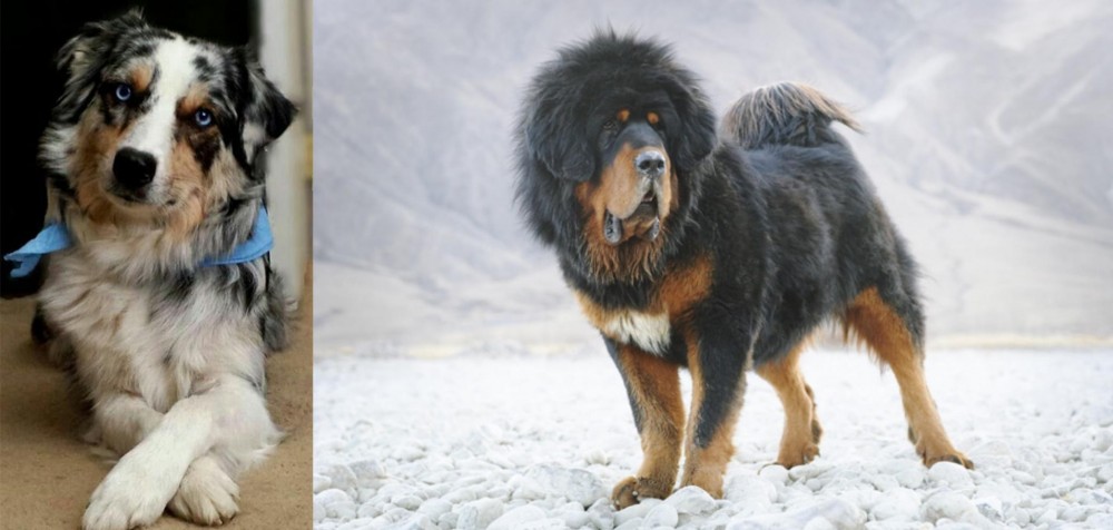 Tibetan Mastiff vs Australian Collie - Breed Comparison