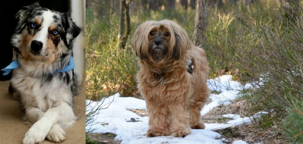 Tibetan Terrier vs Australian Collie - Breed Comparison