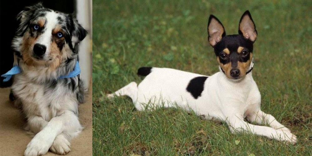 Toy Fox Terrier vs Australian Collie - Breed Comparison