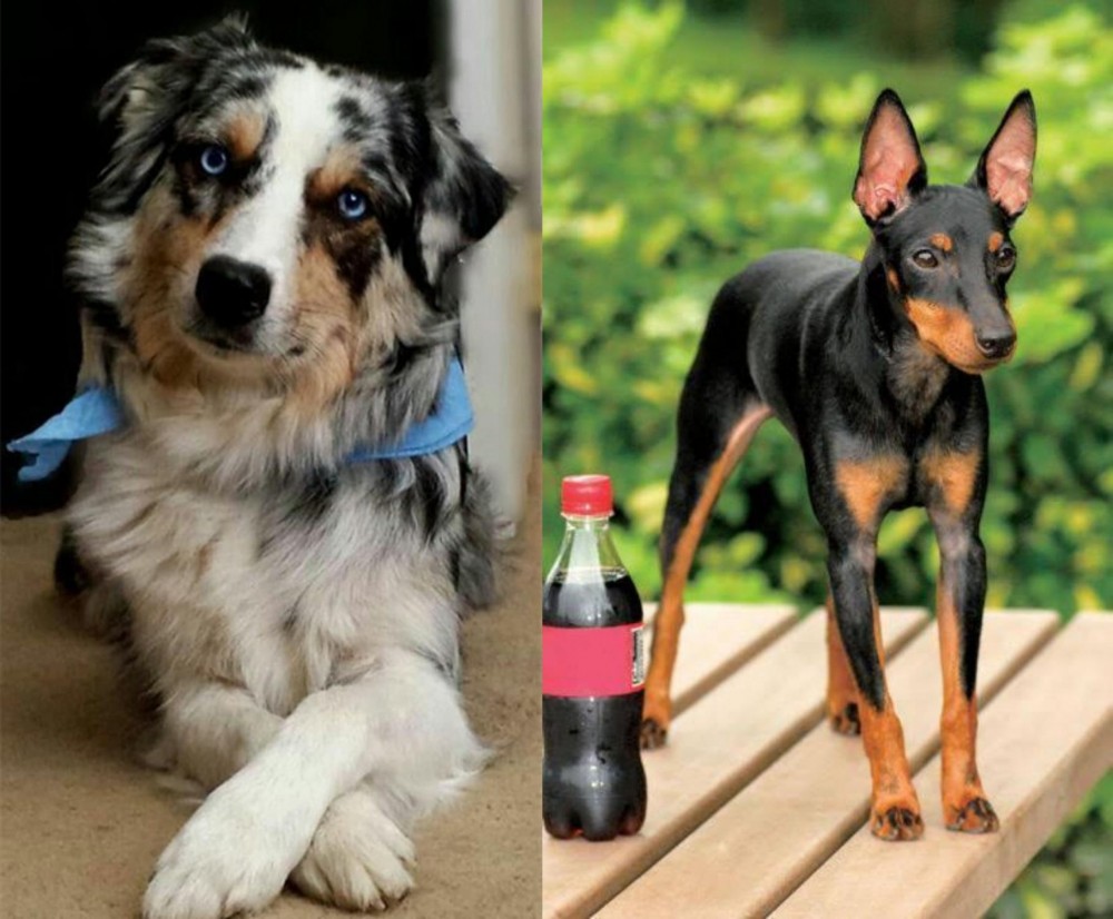 Toy Manchester Terrier vs Australian Collie - Breed Comparison