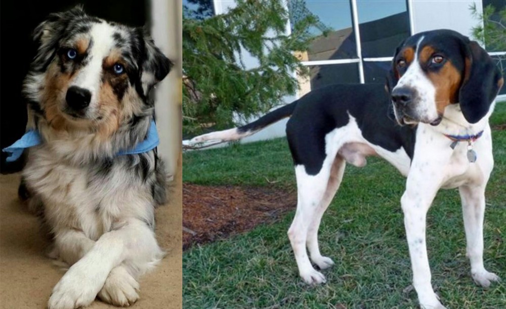 Treeing Walker Coonhound vs Australian Collie - Breed Comparison
