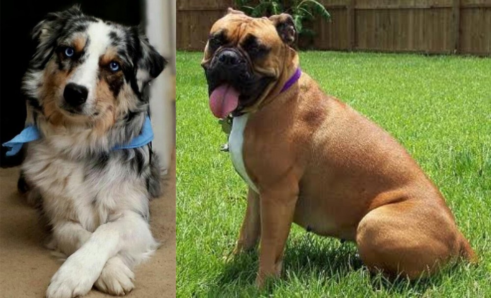 Valley Bulldog vs Australian Collie - Breed Comparison