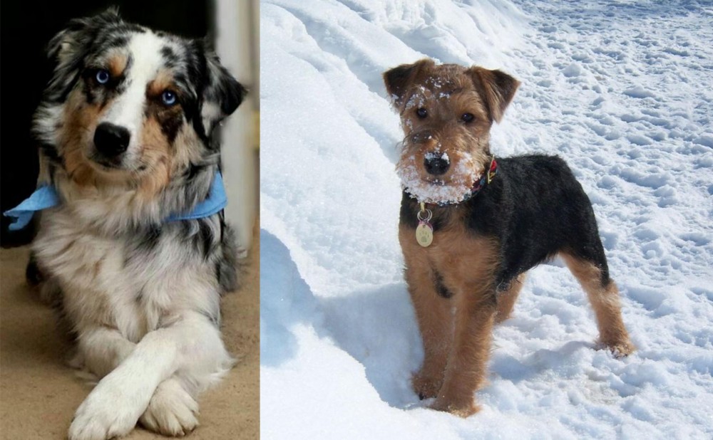 Welsh Terrier vs Australian Collie - Breed Comparison