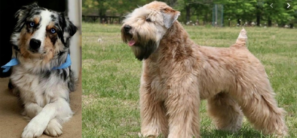 Wheaten Terrier vs Australian Collie - Breed Comparison