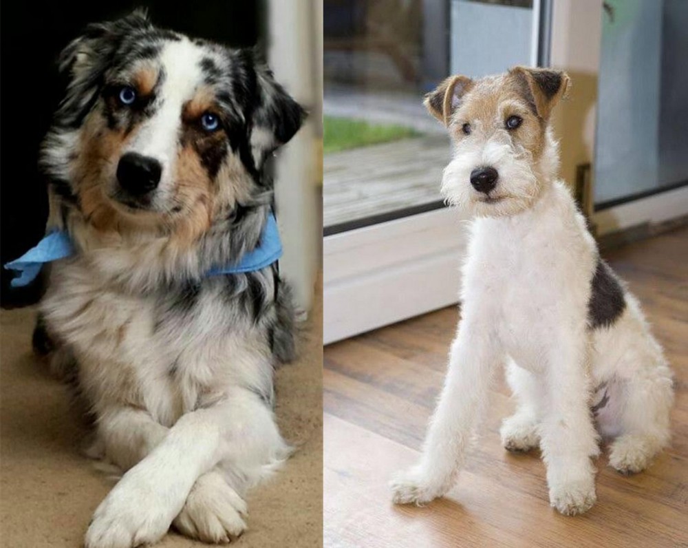 Wire Fox Terrier vs Australian Collie - Breed Comparison