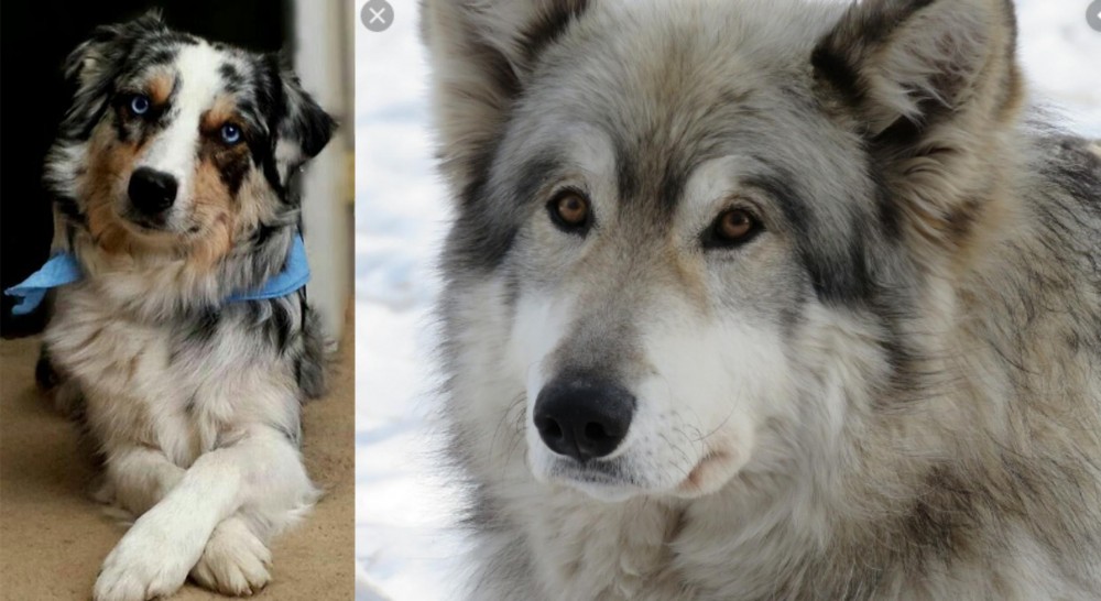 Wolfdog vs Australian Collie - Breed Comparison