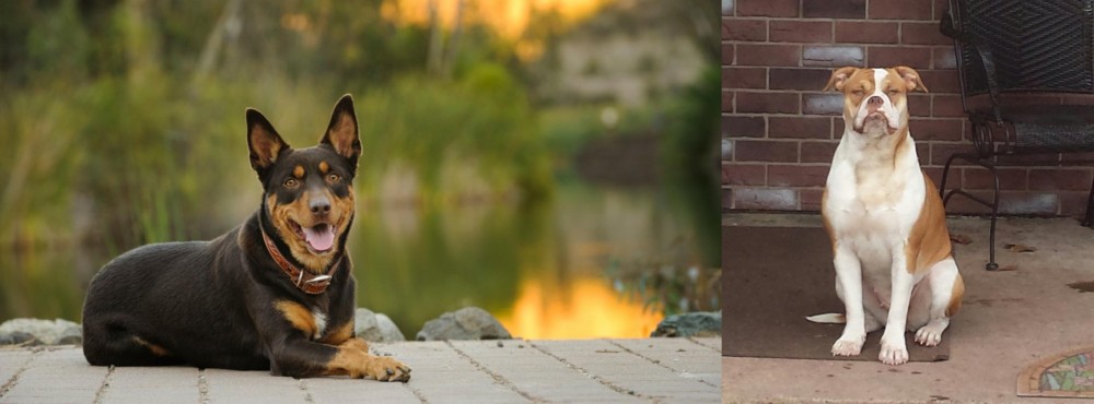 Alapaha Blue Blood Bulldog vs Australian Kelpie - Breed Comparison