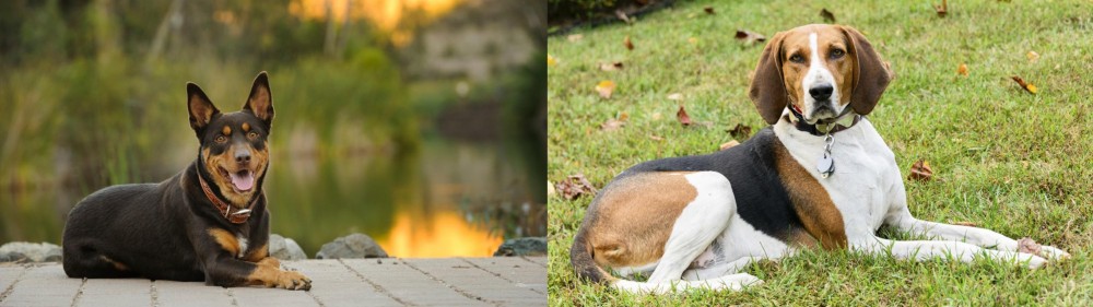 American English Coonhound vs Australian Kelpie - Breed Comparison