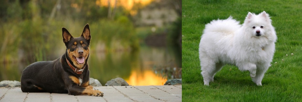 American Eskimo Dog vs Australian Kelpie - Breed Comparison