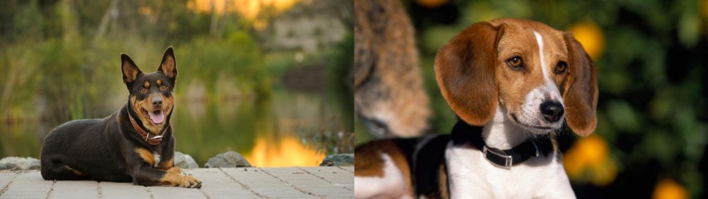 American Foxhound vs Australian Kelpie - Breed Comparison
