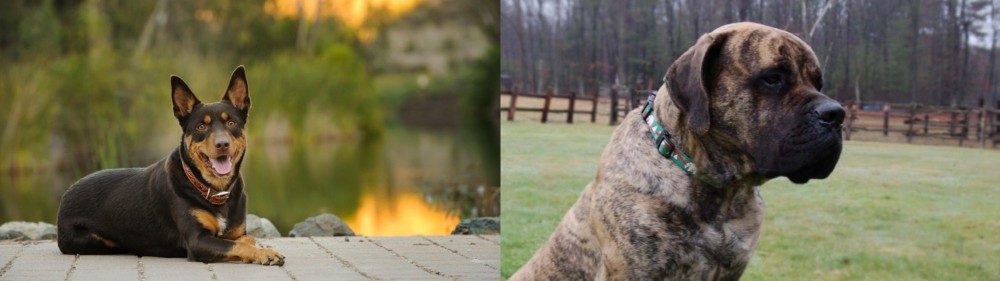 American Mastiff vs Australian Kelpie - Breed Comparison