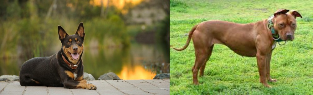American Pit Bull Terrier vs Australian Kelpie - Breed Comparison