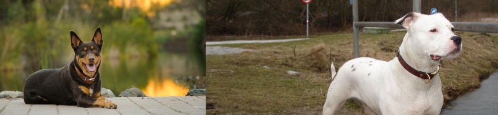 Antebellum Bulldog vs Australian Kelpie - Breed Comparison