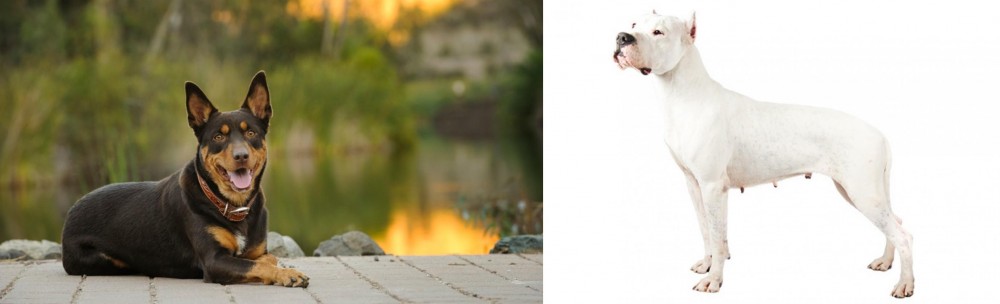 Argentine Dogo vs Australian Kelpie - Breed Comparison