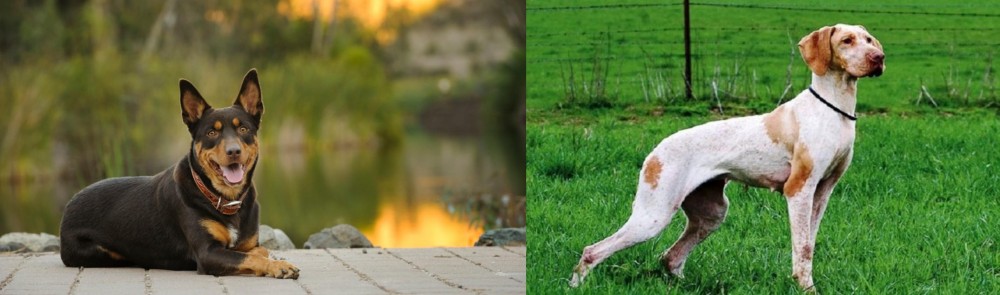 Ariege Pointer vs Australian Kelpie - Breed Comparison