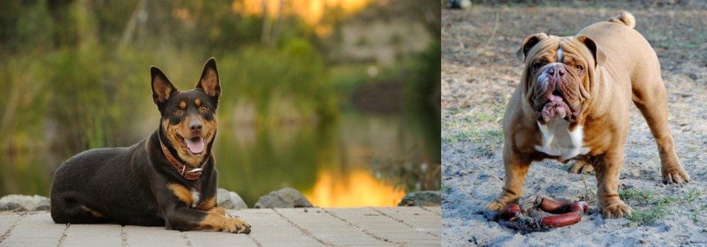 Australian Bulldog vs Australian Kelpie - Breed Comparison