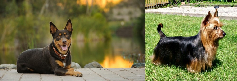 Australian Silky Terrier vs Australian Kelpie - Breed Comparison