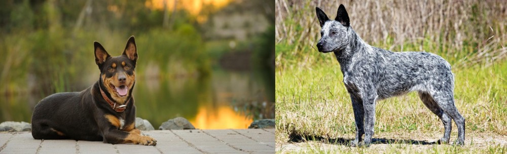 Australian Stumpy Tail Cattle Dog vs Australian Kelpie - Breed Comparison