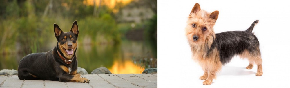 Australian Terrier vs Australian Kelpie - Breed Comparison