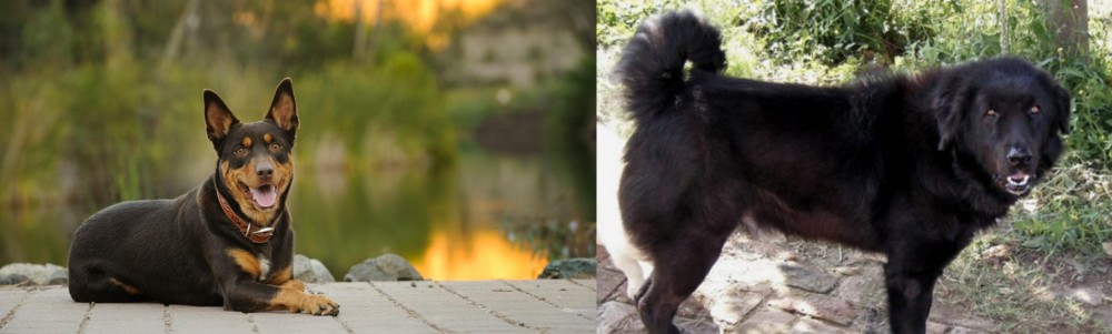 Bakharwal Dog vs Australian Kelpie - Breed Comparison