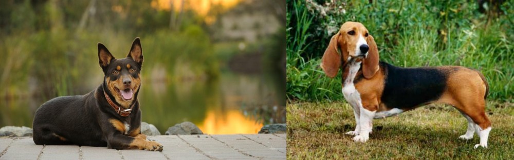 Basset Artesien Normand vs Australian Kelpie - Breed Comparison