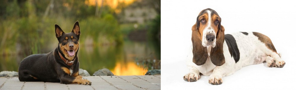 Basset Hound vs Australian Kelpie - Breed Comparison