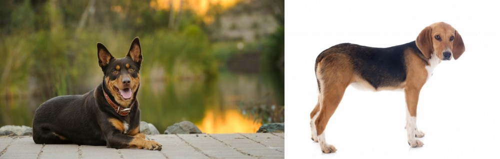 Beagle-Harrier vs Australian Kelpie - Breed Comparison