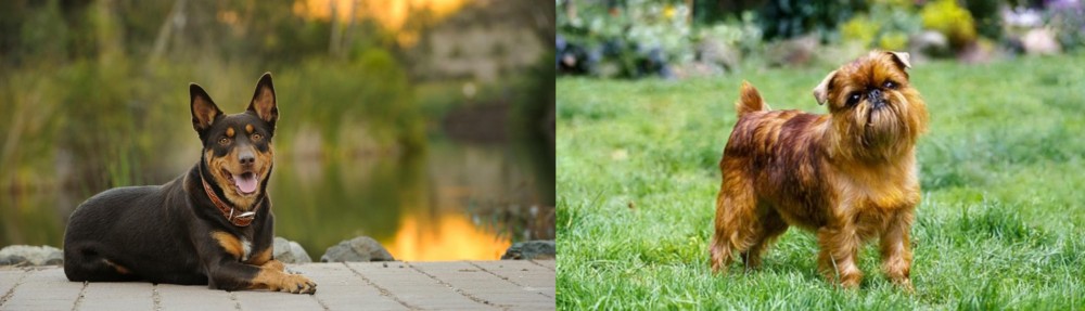 Belgian Griffon vs Australian Kelpie - Breed Comparison