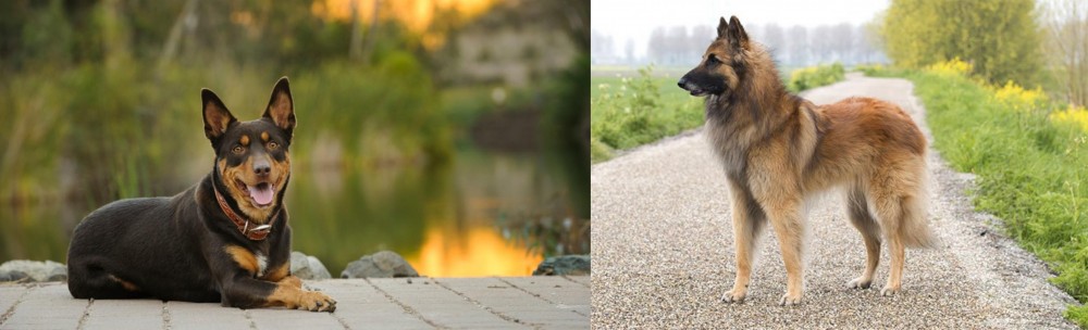 Belgian Shepherd Dog (Tervuren) vs Australian Kelpie - Breed Comparison