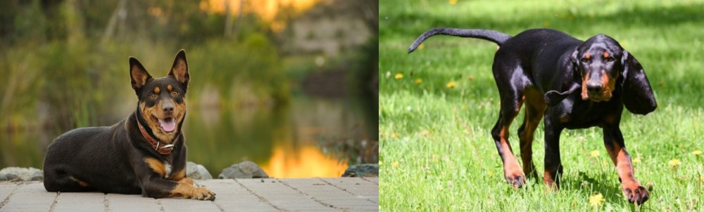 Black and Tan Coonhound vs Australian Kelpie - Breed Comparison