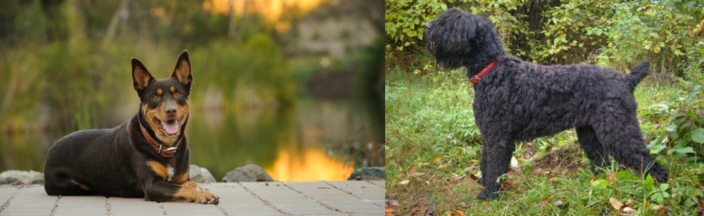 Black Russian Terrier vs Australian Kelpie - Breed Comparison