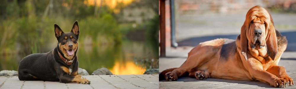 Bloodhound vs Australian Kelpie - Breed Comparison