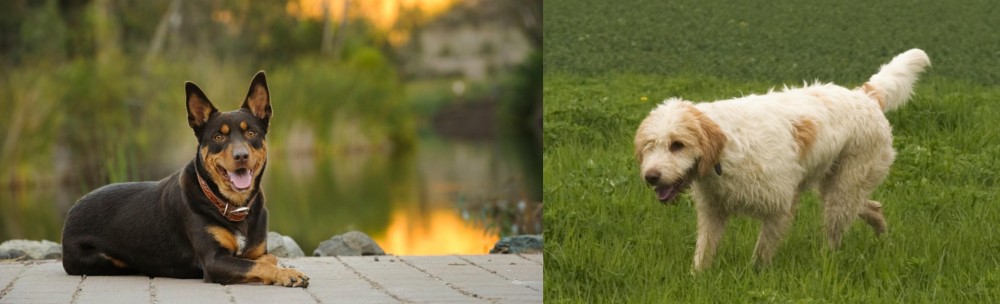 Briquet Griffon Vendeen vs Australian Kelpie - Breed Comparison