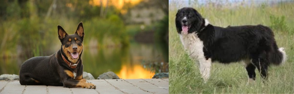Bulgarian Shepherd vs Australian Kelpie - Breed Comparison