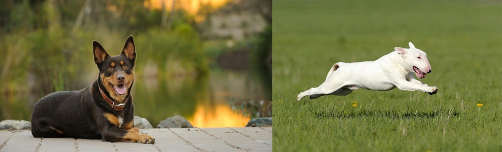 Bull Terrier vs Australian Kelpie - Breed Comparison