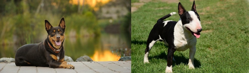 Bull Terrier Miniature vs Australian Kelpie - Breed Comparison