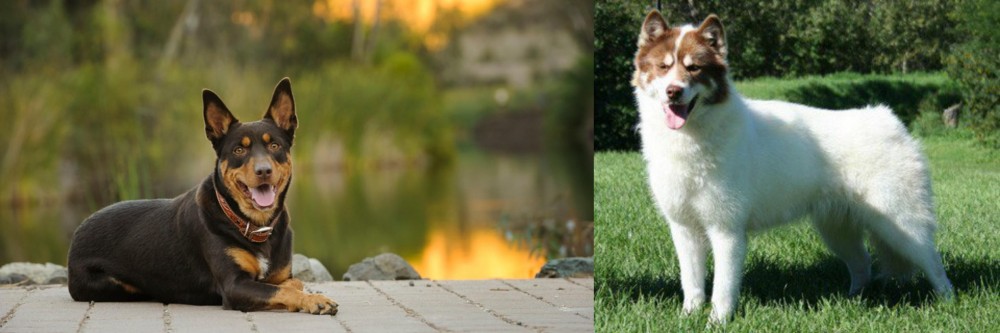 Canadian Eskimo Dog vs Australian Kelpie - Breed Comparison