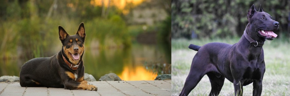 Canis Panther vs Australian Kelpie - Breed Comparison