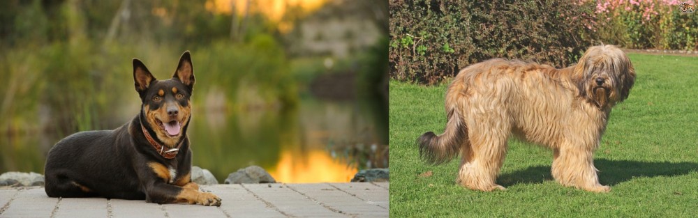 Catalan Sheepdog vs Australian Kelpie - Breed Comparison