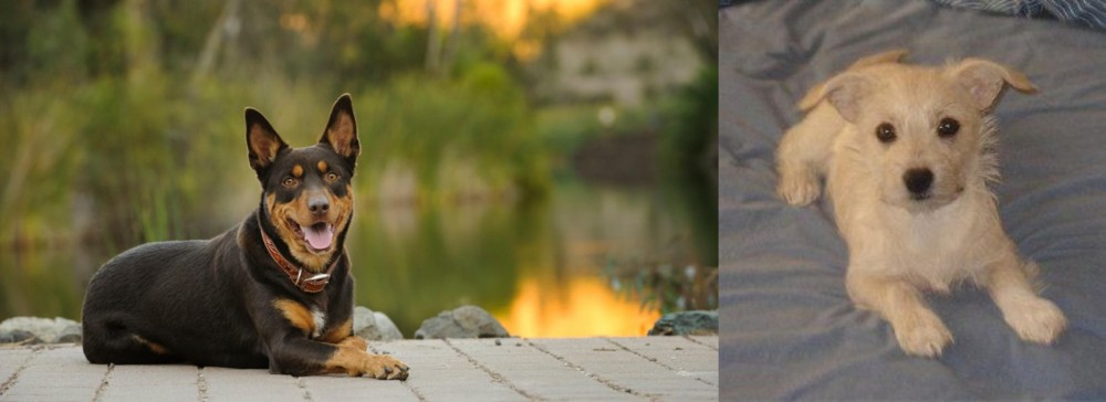 Chipoo vs Australian Kelpie - Breed Comparison
