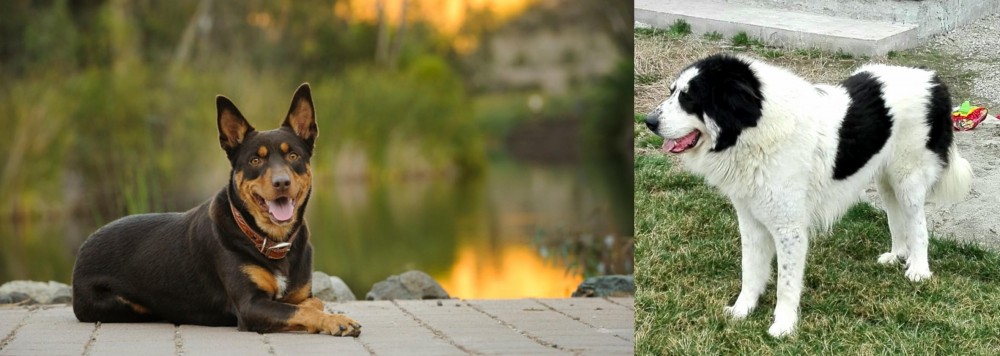 Ciobanesc de Bucovina vs Australian Kelpie - Breed Comparison