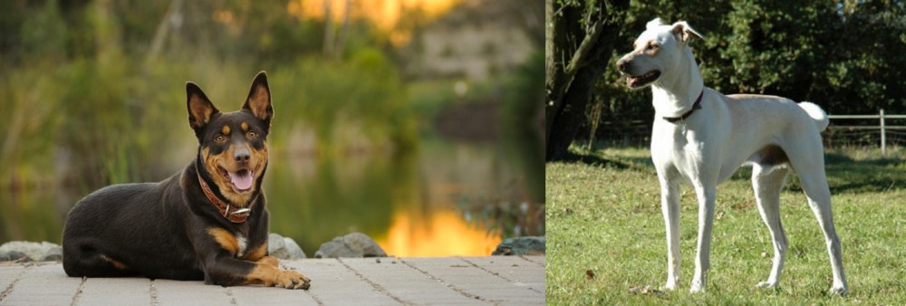 Cretan Hound vs Australian Kelpie - Breed Comparison