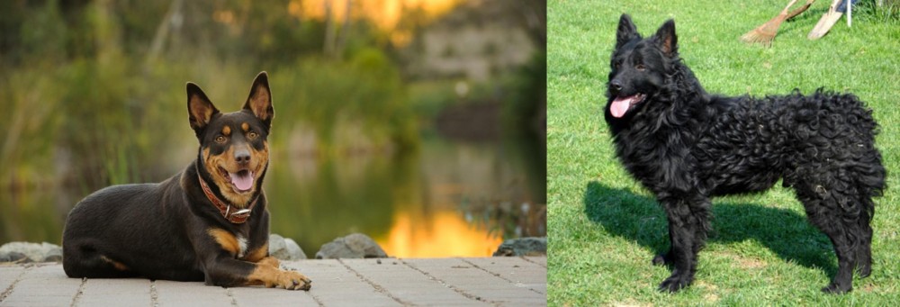 Croatian Sheepdog vs Australian Kelpie - Breed Comparison