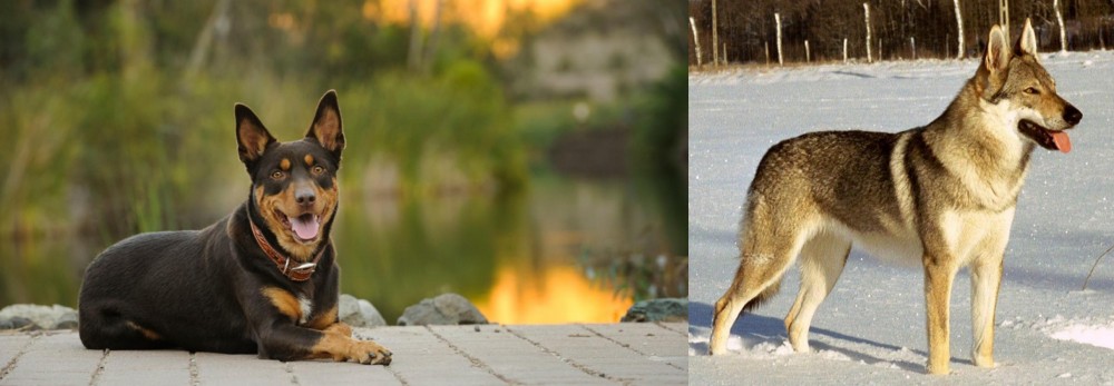Czechoslovakian Wolfdog vs Australian Kelpie - Breed Comparison