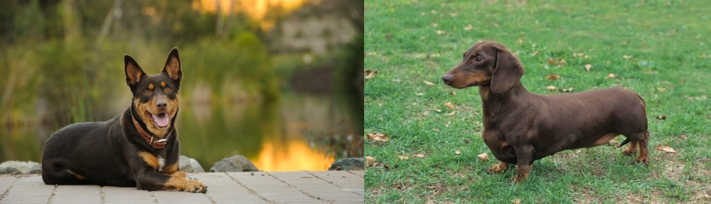 Dachshund vs Australian Kelpie - Breed Comparison