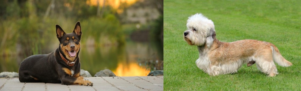 Dandie Dinmont Terrier vs Australian Kelpie - Breed Comparison