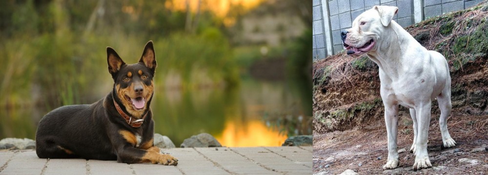 Dogo Guatemalteco vs Australian Kelpie - Breed Comparison