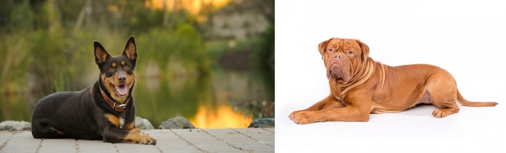 Dogue De Bordeaux vs Australian Kelpie - Breed Comparison