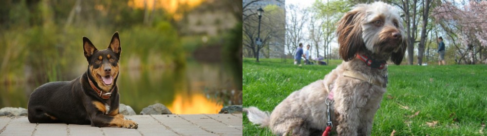 Doxiepoo vs Australian Kelpie - Breed Comparison