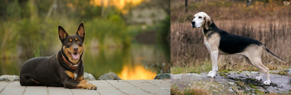 Dunker vs Australian Kelpie - Breed Comparison